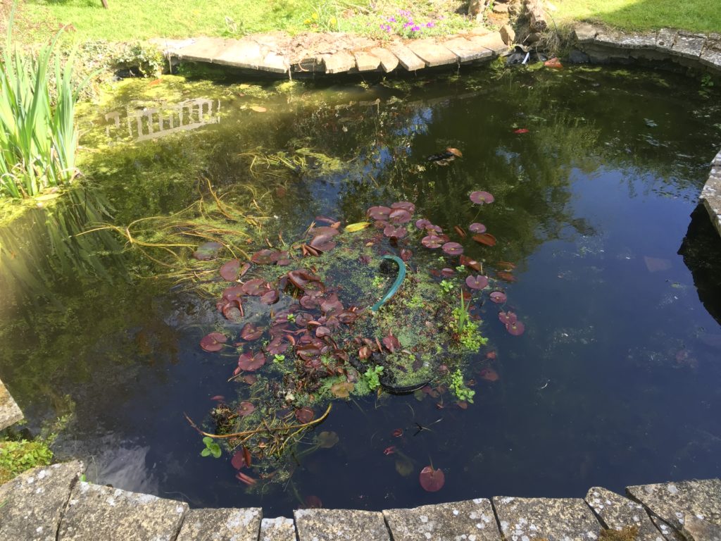 Pond Cleaning - Quick Service Calls by Any Pond Limited