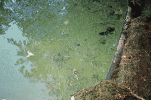 floating pond algae