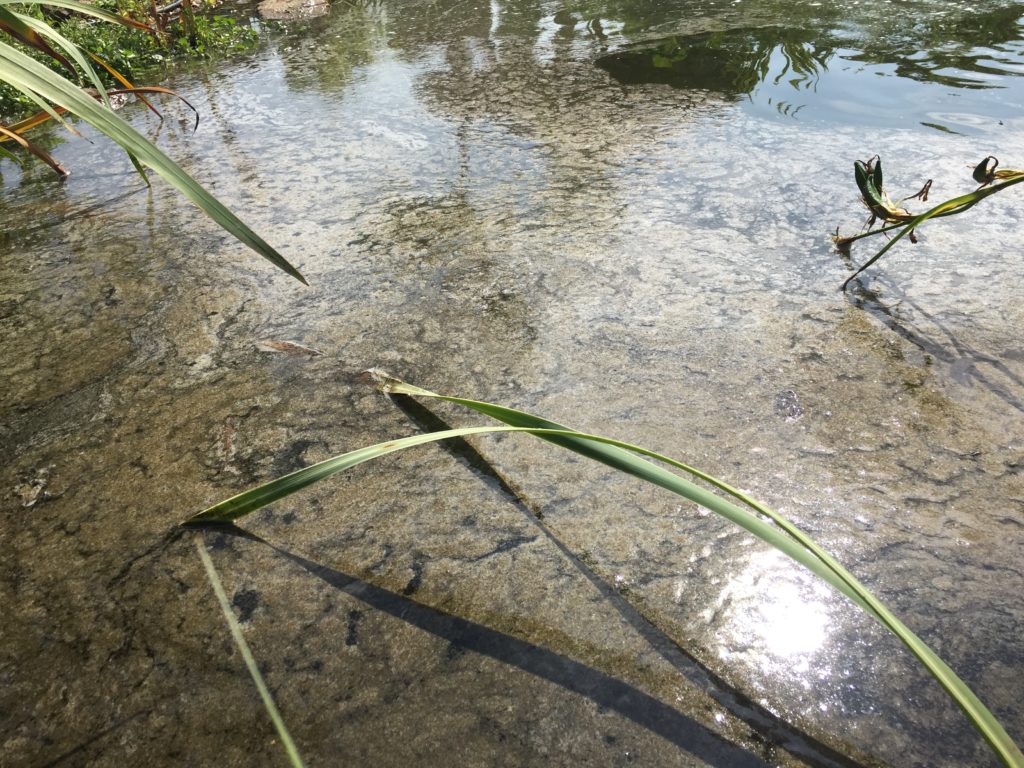 surface pond scum
