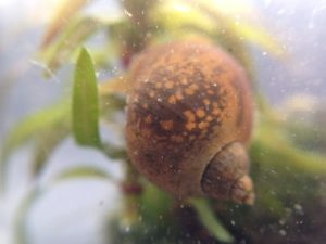 Do Pond Snails Eat Algae