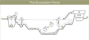 The EcoSystem Pond