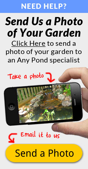 pond-specialist-near-me